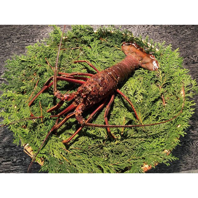 瞬鮮)刺身用伊勢エビ(特用品)小 1尾(150－200g)