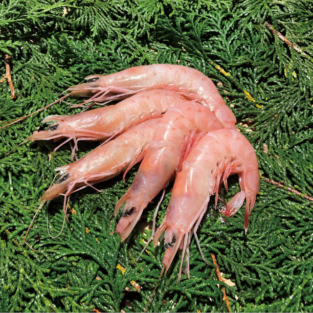瞬鮮)刺身用ヒゲナガエビ(ガスエビ) 500g(250gｘ2Ｐ)