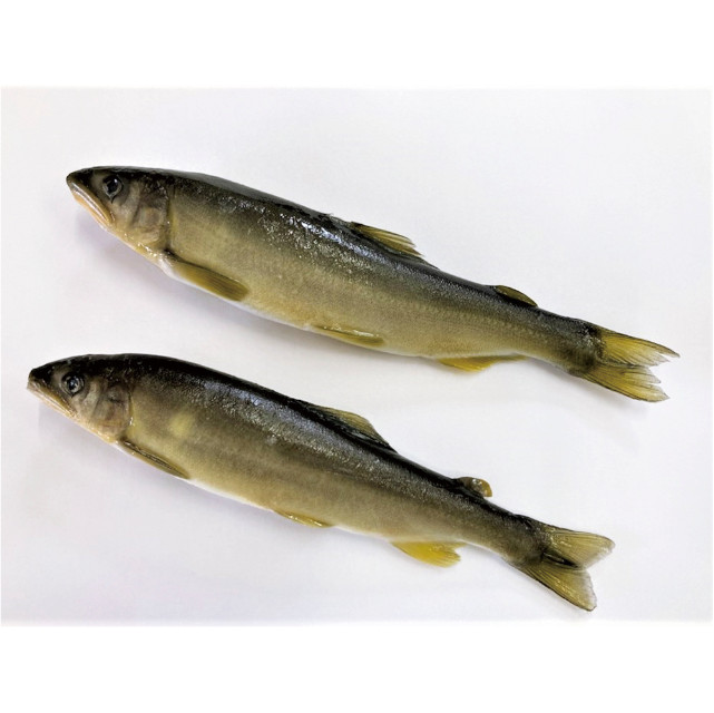 国産冷凍アユ 10尾 1kg(10～18尾入)【旧商品 580653 からの切り替え】