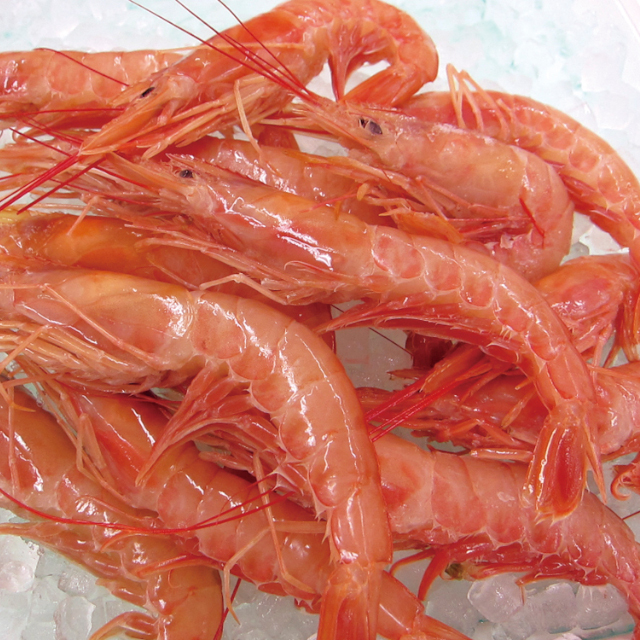 アルゼンチン赤えび 20／30 2kg【旧商品 561133 からの切り替え】