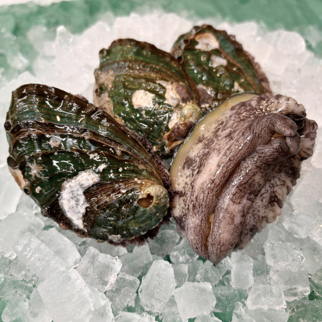 旬鮮便こころ)瞬鮮)あわび500g(刺身用)【新商品】