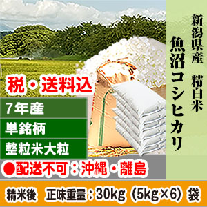 魚沼コシヒカリ 30kg 新潟県 R7年産 1等米 単銘柄 大粒整粒米 精白米 発送は発送予定表を要確認 (配送不可：沖縄・離島)