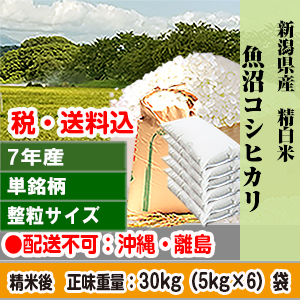 魚沼コシヒカリ 30kg 新潟県 R7年産 1等 単銘柄 整粒米 精白米【代引不可】 発送は発送予定表を要確認 (配送不可：沖縄・離島)